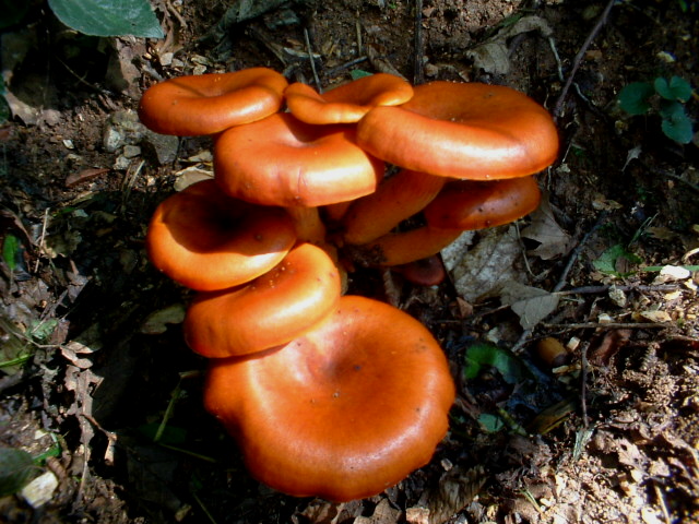 Omphalotus olearius